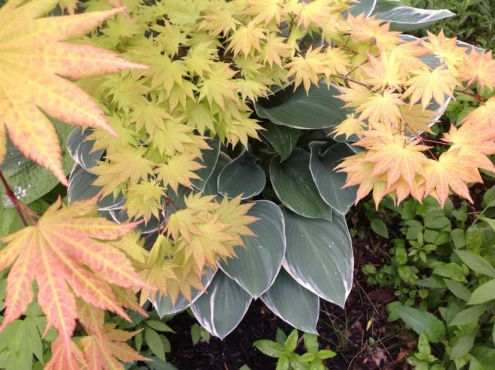WynEden maple with hosta