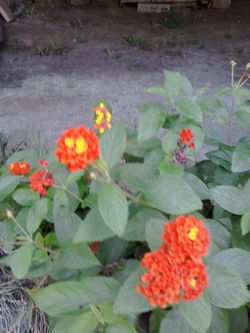 pousadadcreal-lorenzo.com