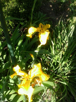 pousadadcreal-lorenzo.com