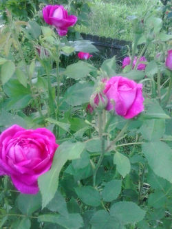 pousadadocamiñoreal.gal