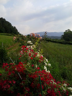 pousadadocamiñoreal.gal