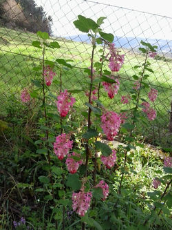 pousadadocamiñoreal.gal