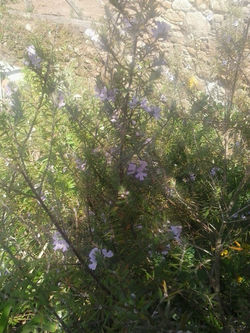 pousadadocamiñoreal.gal