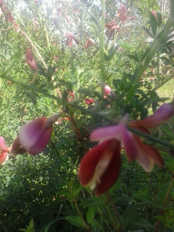 pousadadocamiñoreal.gal