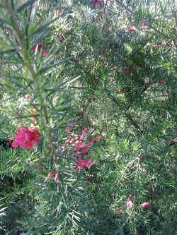 pousadadocamiñoreal.gal