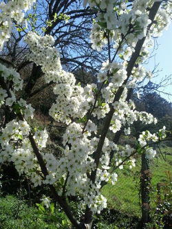 pousadadocamiñoreal.gal