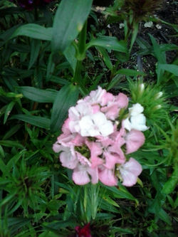 pousadadocamiñoreal.gal