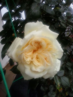 pousadadocamiñoreal.gal