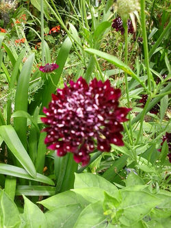 pousadadocamiñoreal.gal