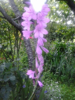 pousadadocamiñoreal.gal