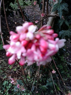 pousadadocamiñoreal.gal