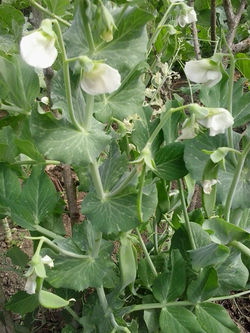 pousadadocamiñoreal.gal