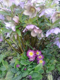 pousadadocamiñoreal.gal