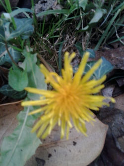 pousadadocamiñoreal.gal