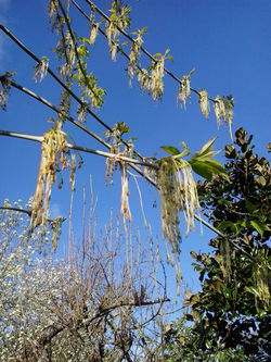 pousadadocamiñoreal.gal