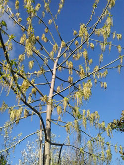 pousadadocamiñoreal.gal