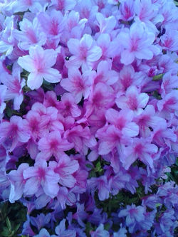 pousadadocamiñoreal.gal