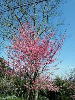 pousadadocamiñoreal.gal