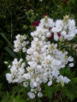 pousadadocamiñoreal.gal