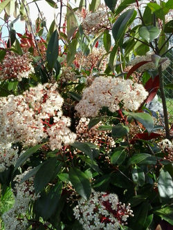 pousadadocamiñoreal.gal