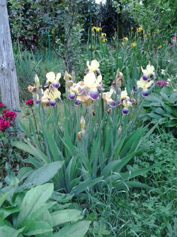 pousadadocamiñoreal.gal