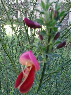 pousadadocamiñoreal.gal