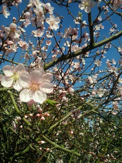 pousadadocamiñoreal.gal