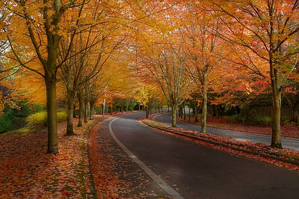 Beaverton Oregon street lined with Maple Trees