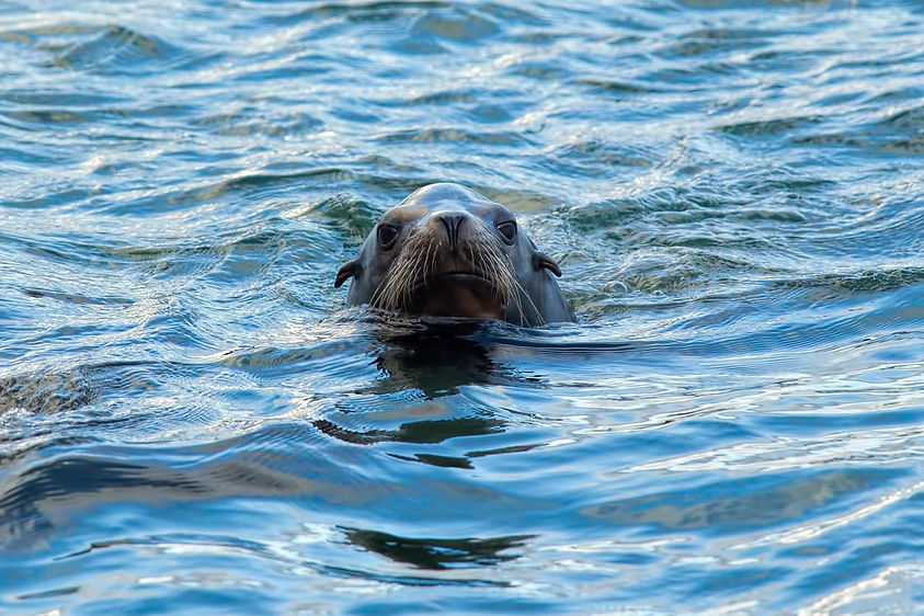 Seal in Yaquinta Bay in Newport Oregon