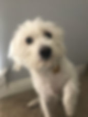 Spot