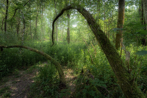 Tolle Bäume versteckt im Wald.