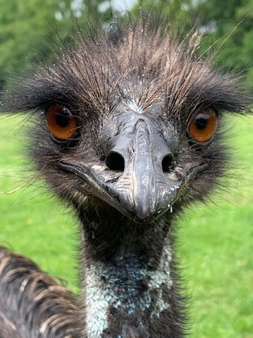 Lenny- Emu
