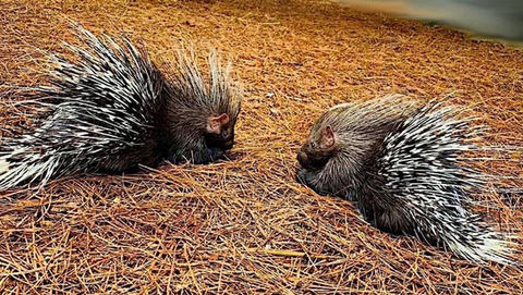 African Crested Porcupines