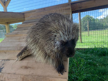 Bear- American Porcupine