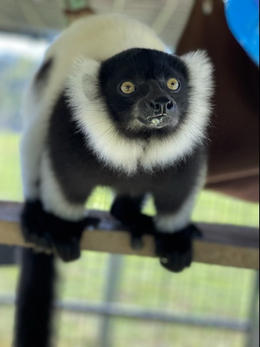 Cleo, Black-and-White Ruffed Lemur