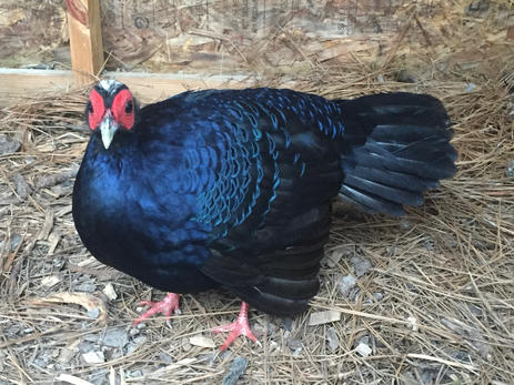 Edwards Pheasant