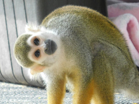 SQUIRREL MONKEY