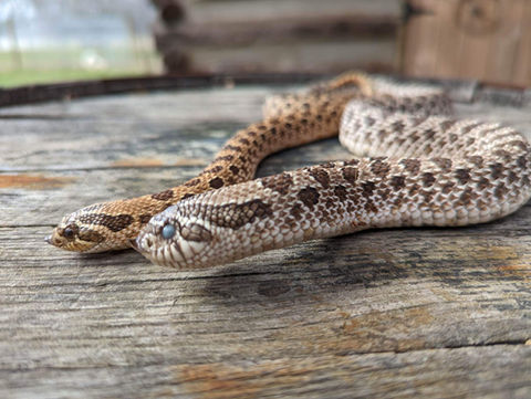 hognose.JPG