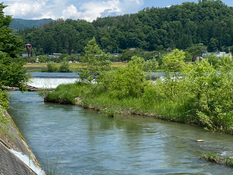 寒河江川鮎放流