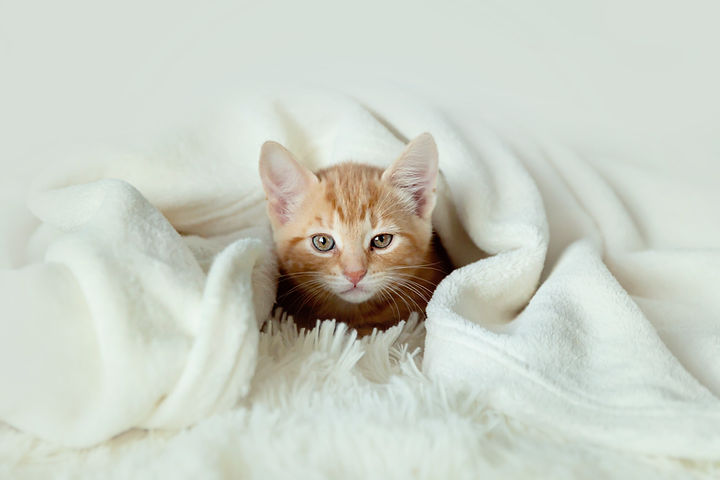 AKR Calendar (19).jpg