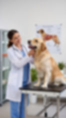Plaque Guard Canada _ 100% Made in Canada Pet Dental Care _ Koa Health.jfif