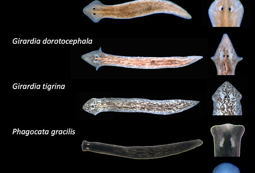 A worm whose cell-to-cell communication was blocked during regeneration, so each of its four wounds grew a head