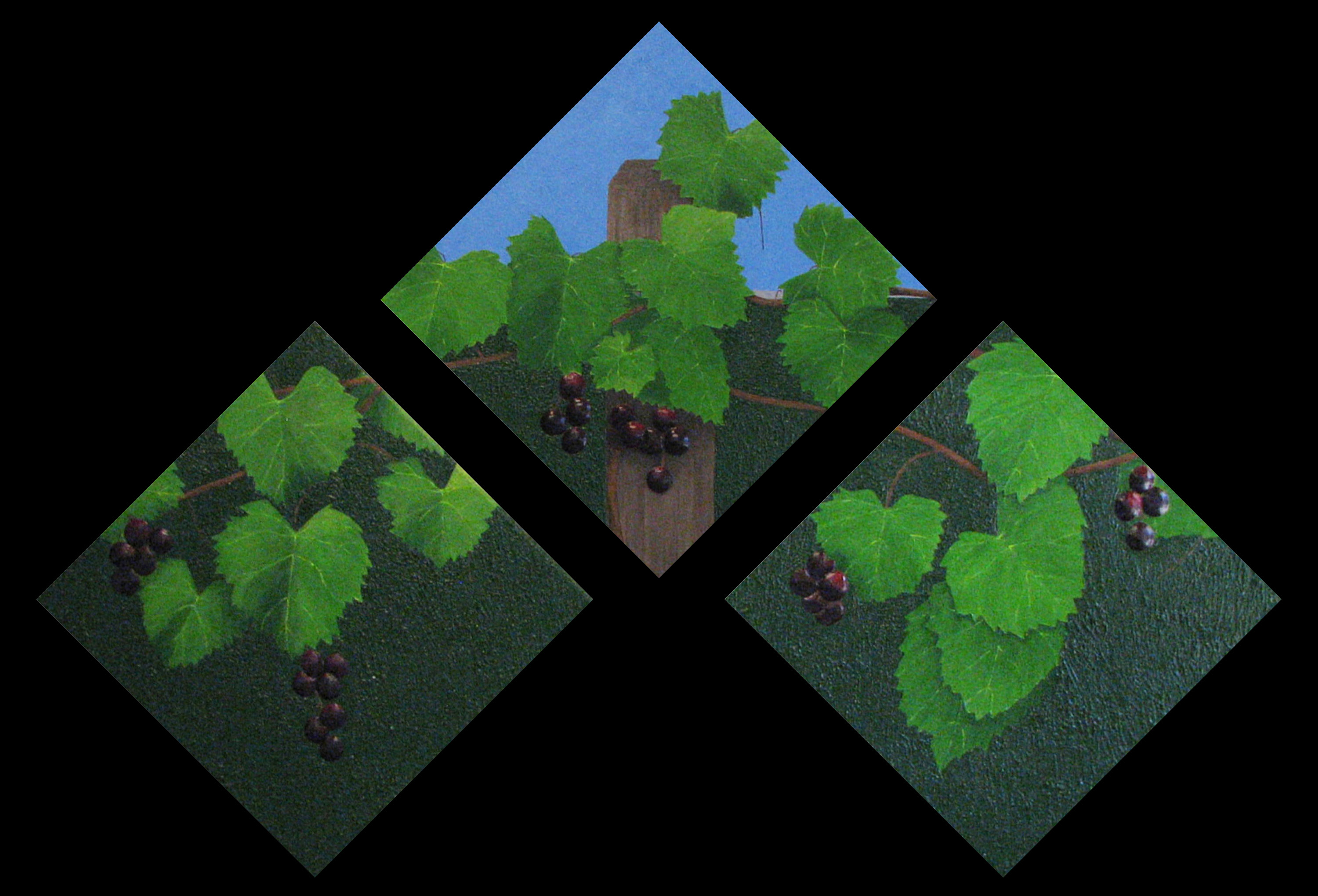 Wild Muscadine Vine.jpg