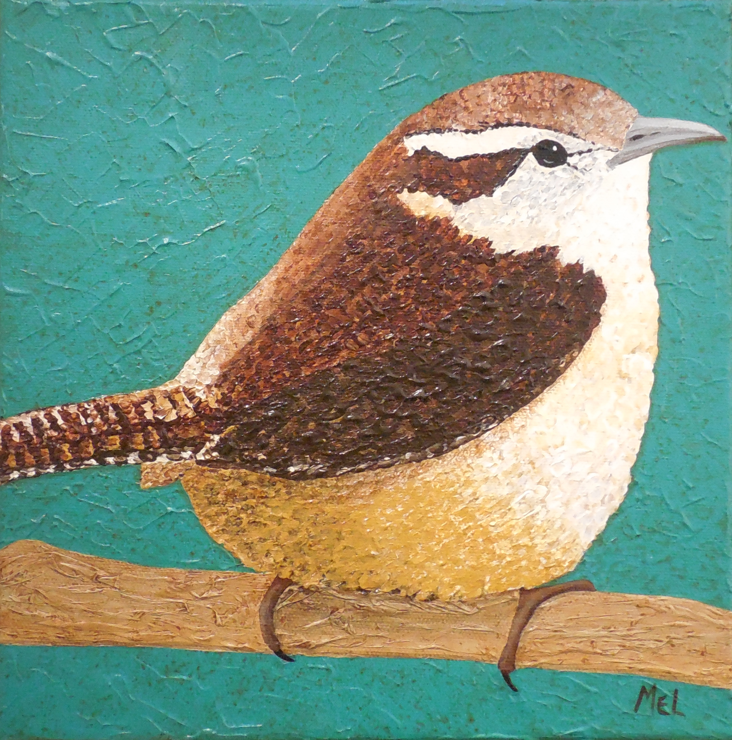 Carolina Wren 10 x 10 February 2017 (135) cropped.jpg
