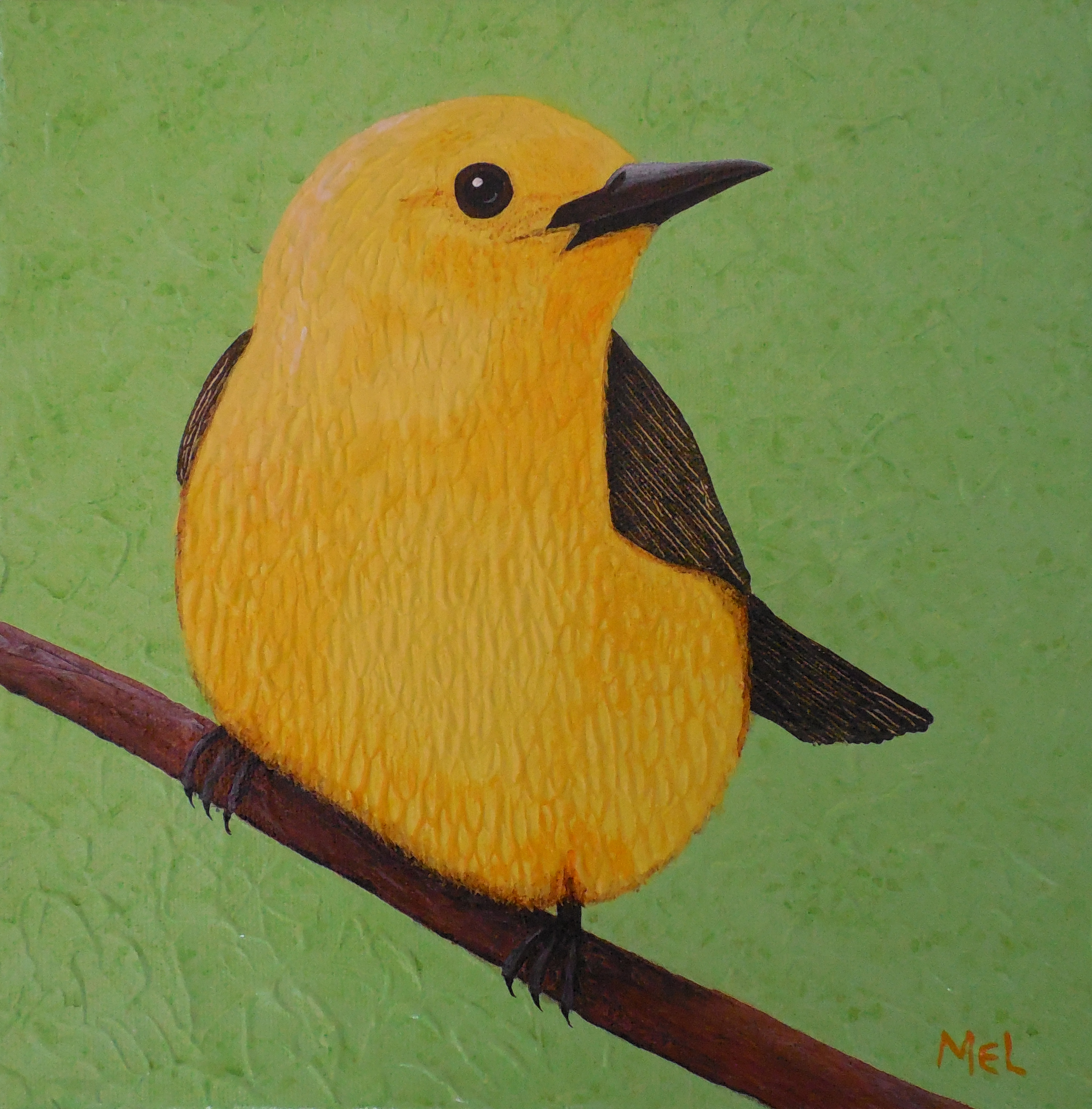 Carolina Warbler crop.jpg