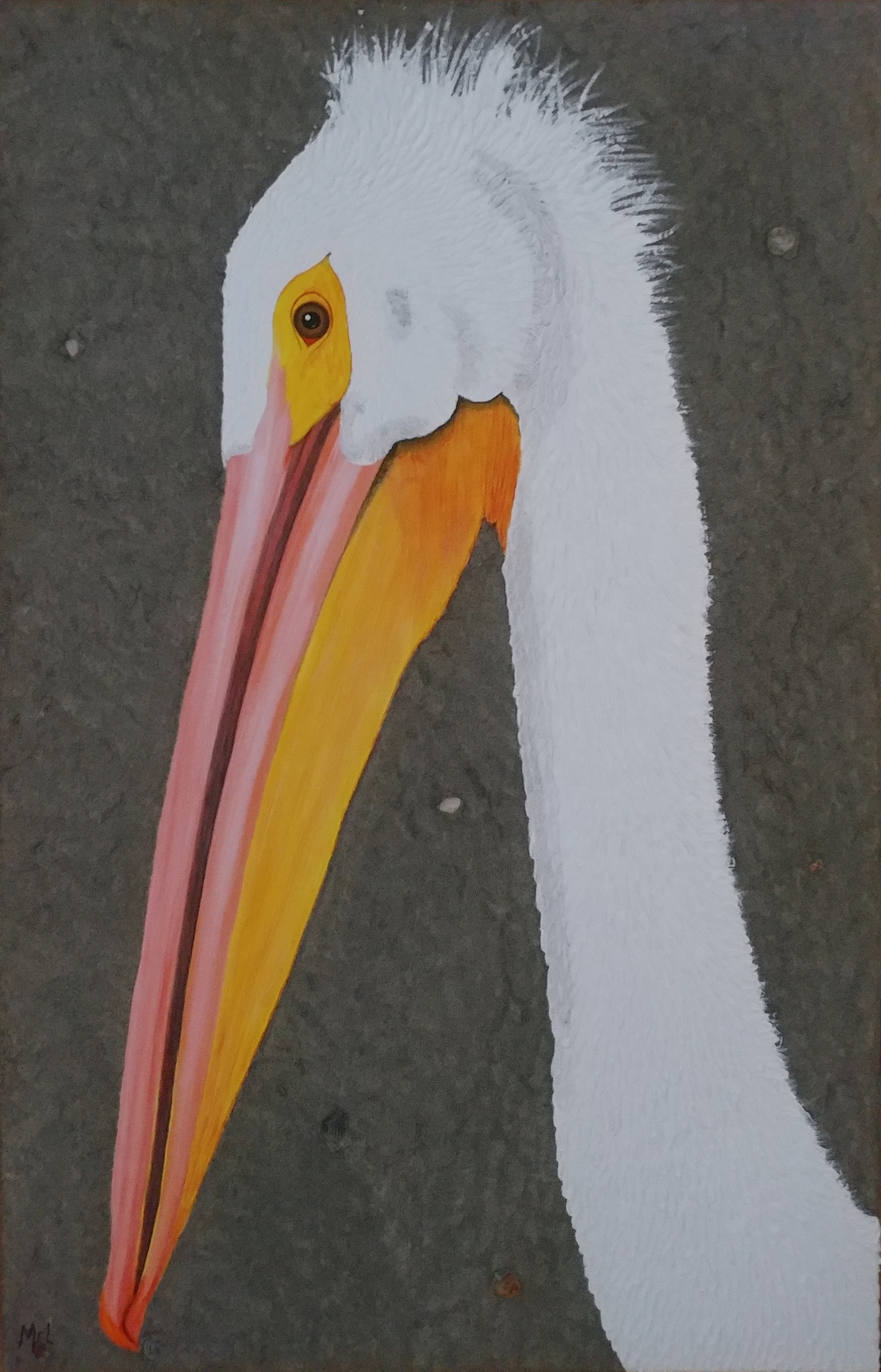Carolina White Pelican Spike edit.jpg