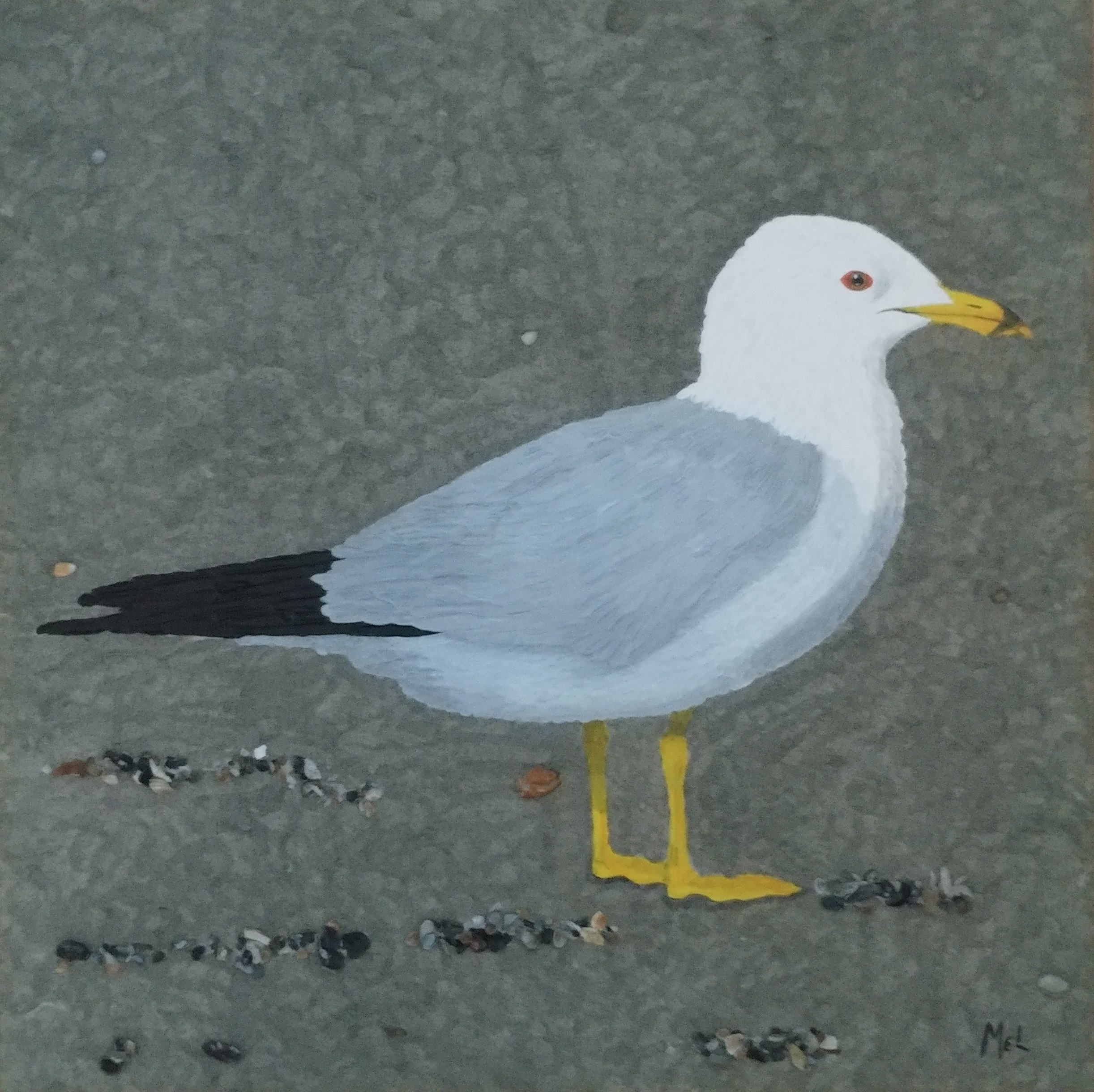 Carolina Seagull edit.jpg