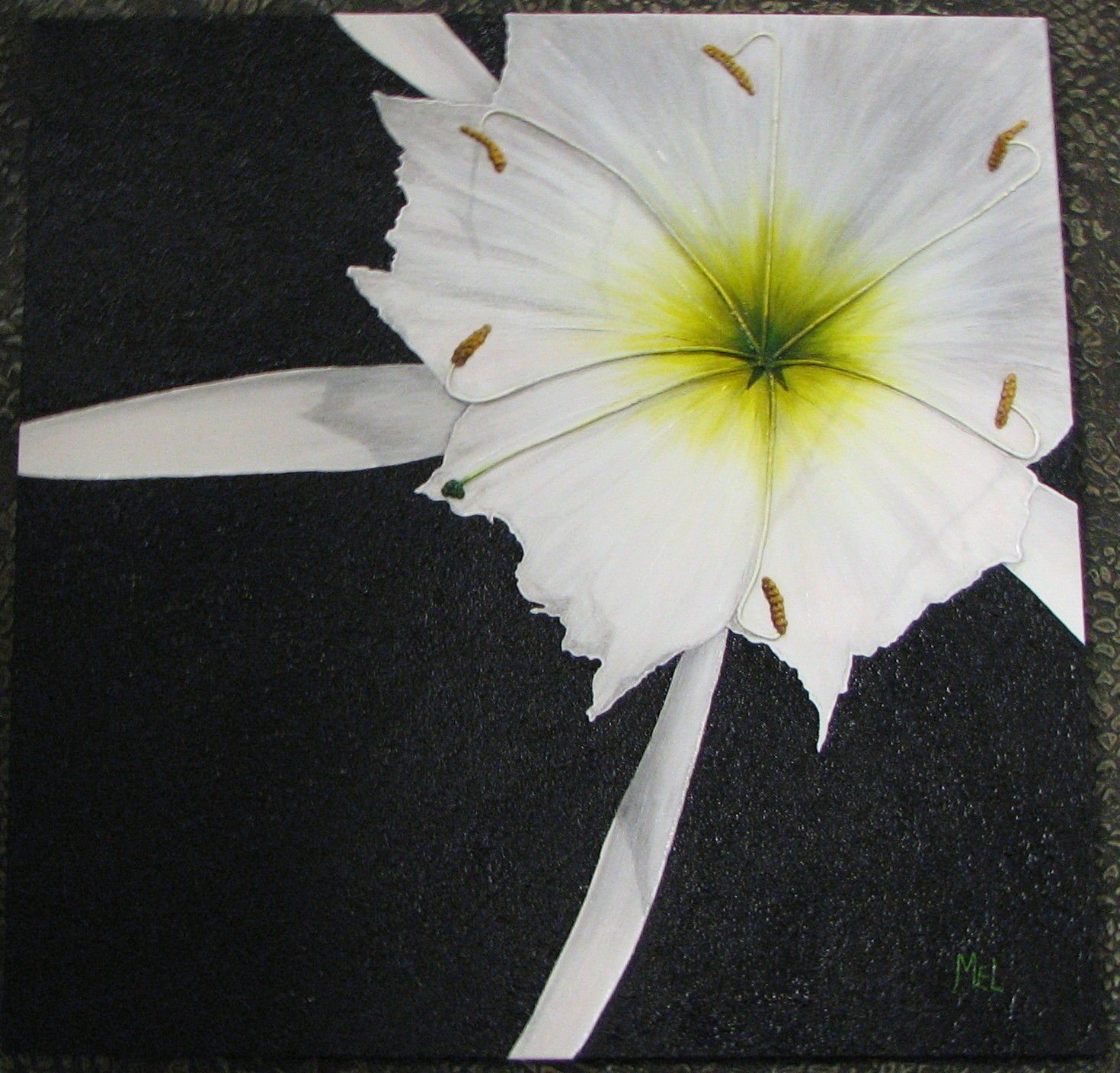 Saluda Spider 20 x 20 November 2009 (38) sold M. Gallery Mar10.jpg