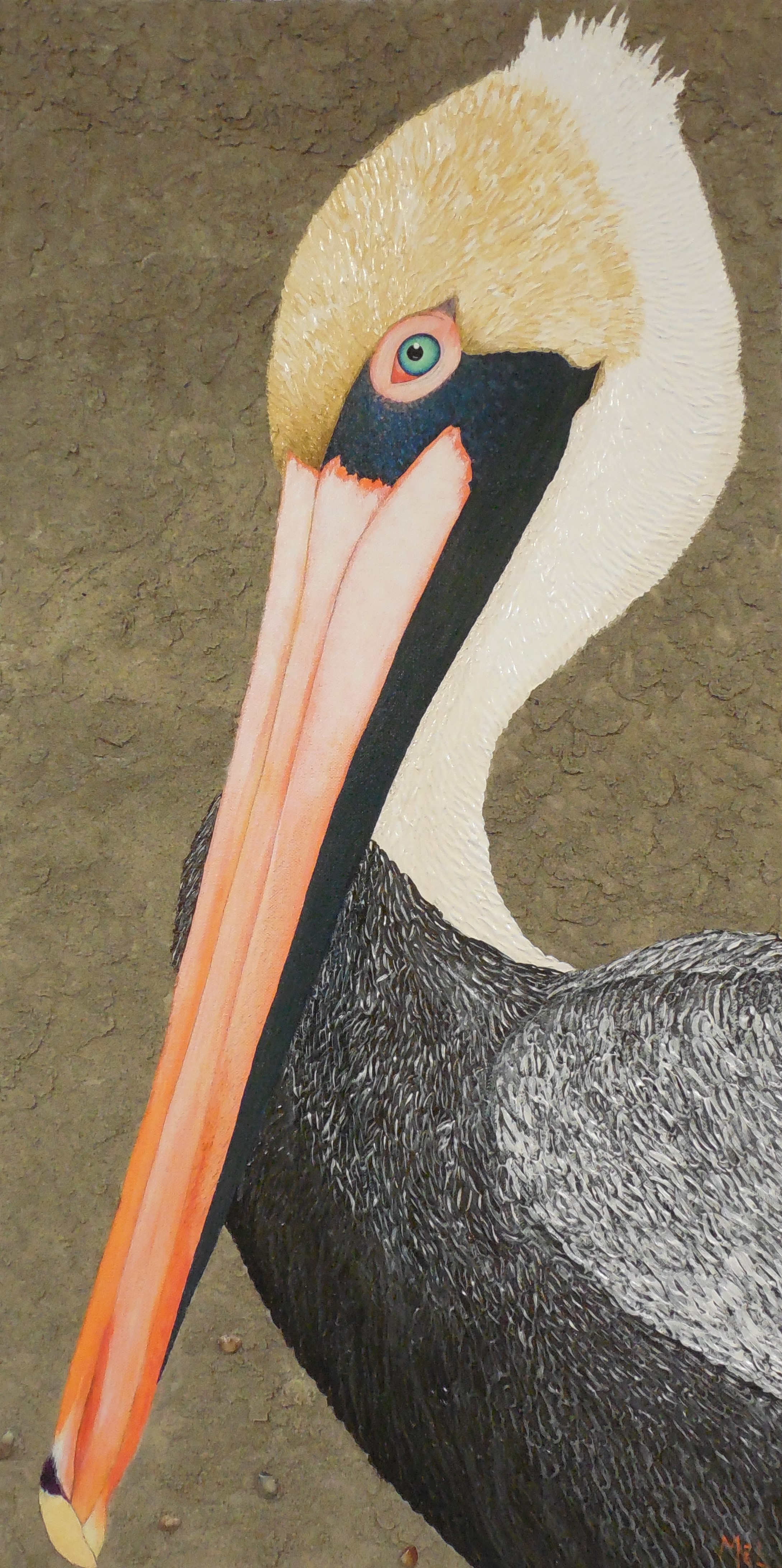 Brown Pelican.JPG