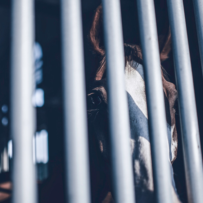 Horse Behind Bars